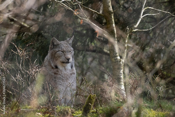 Fototapeta Luchs