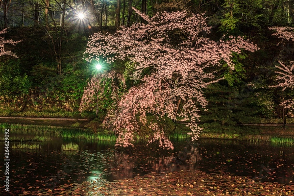 Fototapeta 春の久保田城の風景