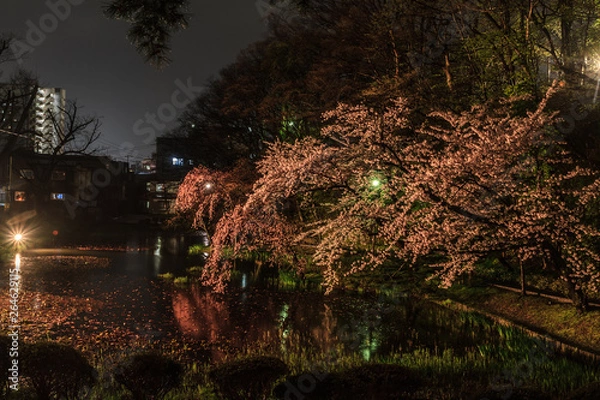 Fototapeta 春の久保田城の風景