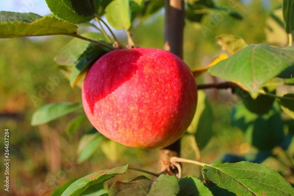 Obraz apple ripe on tree summer