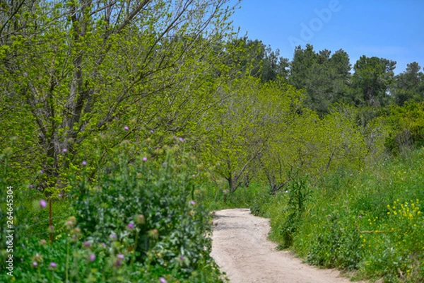 Fototapeta Path in the forest