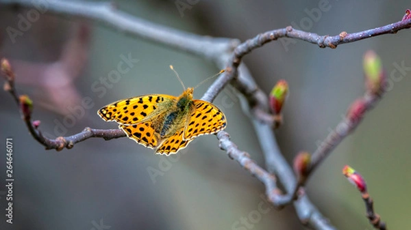 Obraz Perlmutterfalter auf Baum