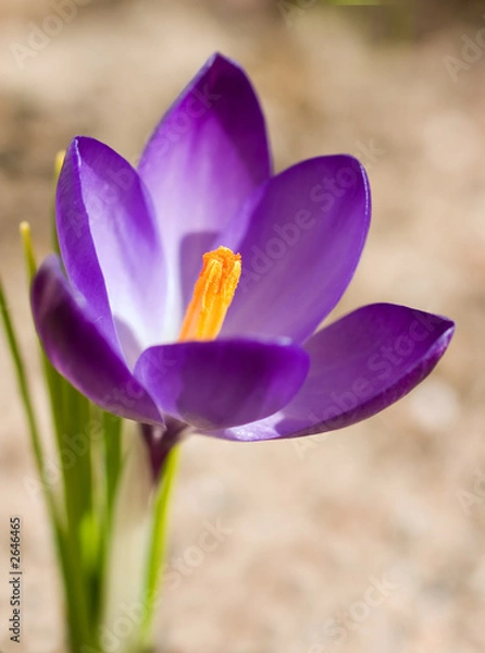 Obraz wiosenny krokus