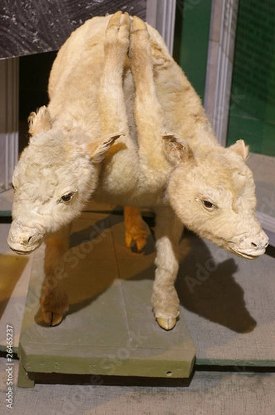 Obraz Mutant two-headed stuffed calf with selective focus