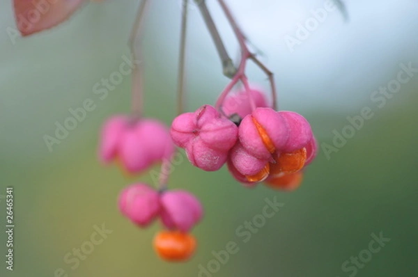 Fototapeta Pfaffenhütchen