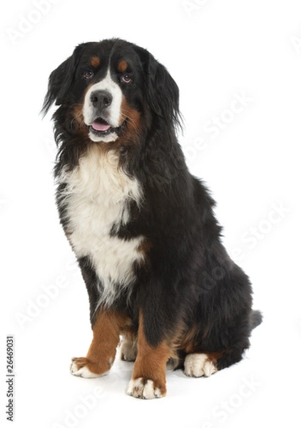 Obraz Berner sennen dog