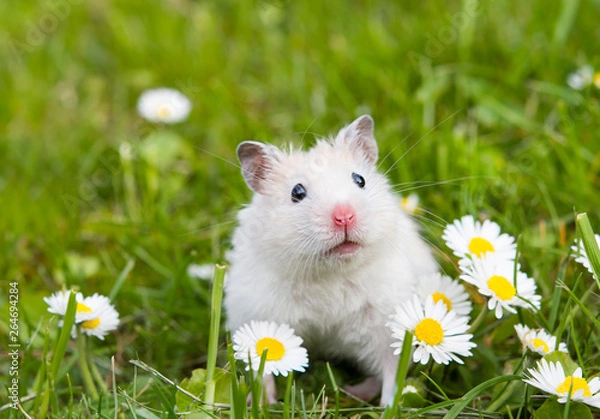 Obraz white hamster