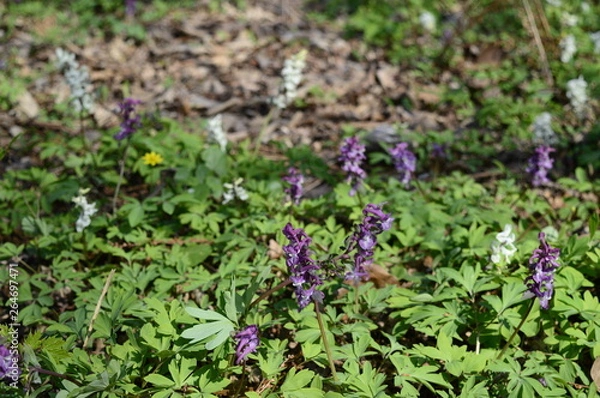 Fototapeta Closeup corydalis solida with blurred background in spring forrest