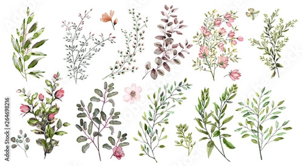 Obraz Watercolor illustration.  Botanical collection. A set of wild and garden herbs. Flowers, leaves, branches and other natural elements. All pictures isolated on white background.