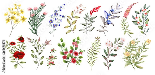Obraz Watercolor illustration. Botanical collection. Set of wild and garden flowers.  Leaves, flowers, branches and other natural elements.