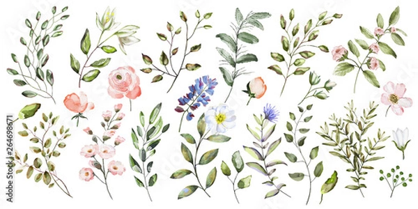 Obraz Watercolor illustration. Botanical collection. Set of wild and garden flowers, leaves, twigs and other natural elements. All drawings isolated on white background.