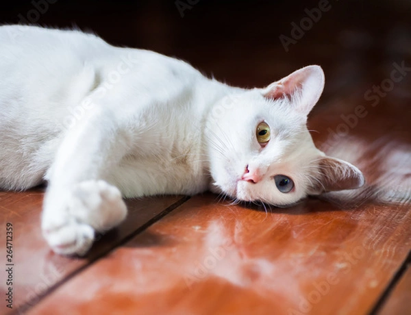 Fototapeta Pure White Cat with odd eyes , Khao Manee cat, Diamond Eye cat , This is rare cat breeds and very cute in Thailand.