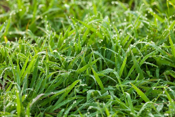 Fototapeta Fresh Green Grass