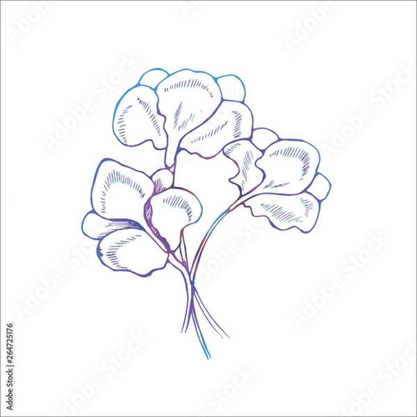 Fototapeta Color illustration of iris flowers in hatching style.