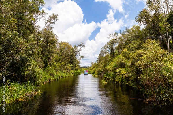 Fototapeta Tanjung Puting National Park, Borneo, Indonesia: the water of the river near Camp Leakey, the most famous feeding station for Orangutans inside the park, are of deep black color
