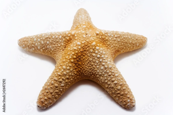 Obraz starfish