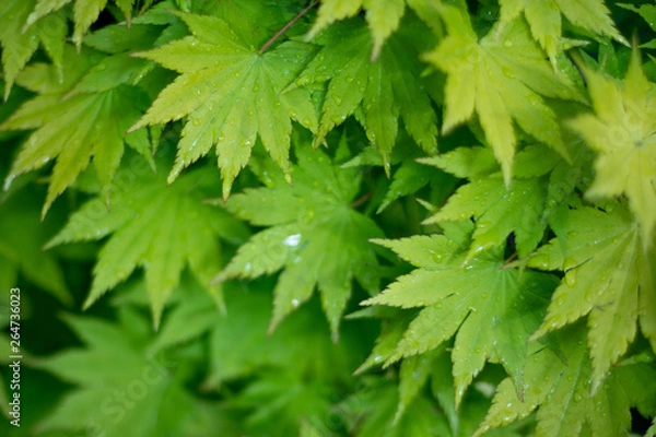 Fototapeta leafs after a light shower