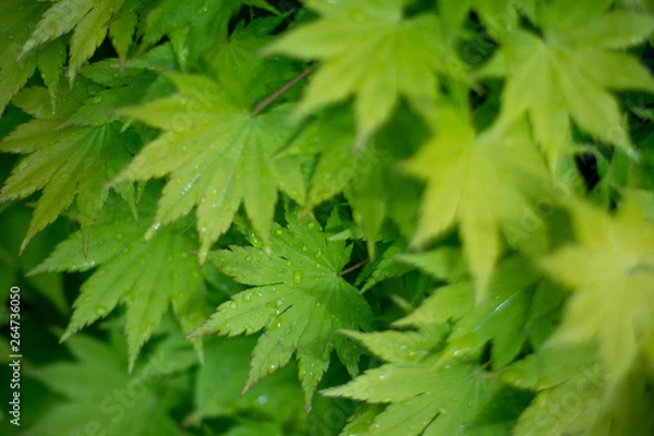 Fototapeta leafs after a light shower