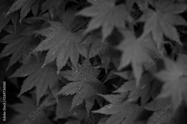 Fototapeta leafs after a light shower