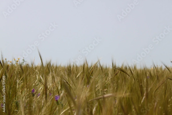 Fototapeta ears and sky