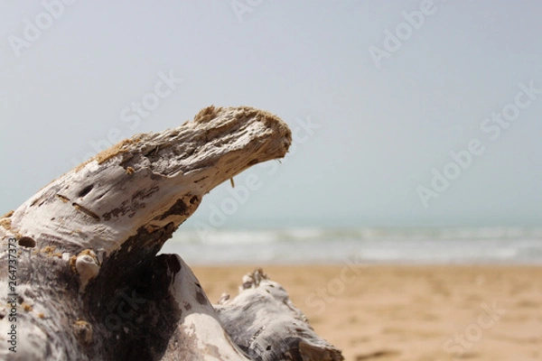Obraz driftwood on the beach