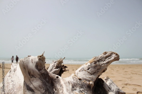 Fototapeta driftwood on the beach