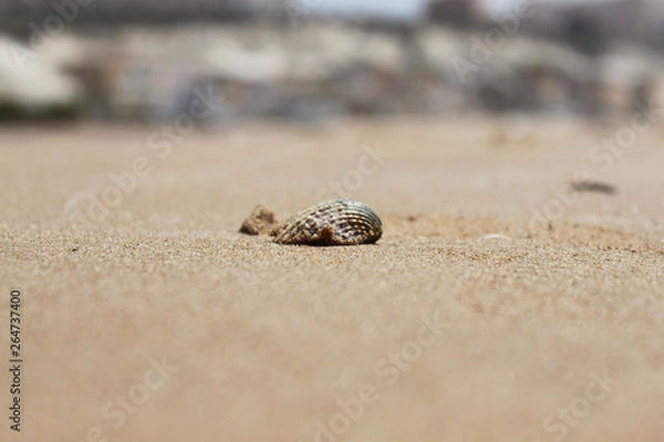 Fototapeta shell on the beach