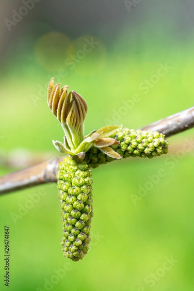 Fototapeta Flowering of walnut tree - springtime in garden.