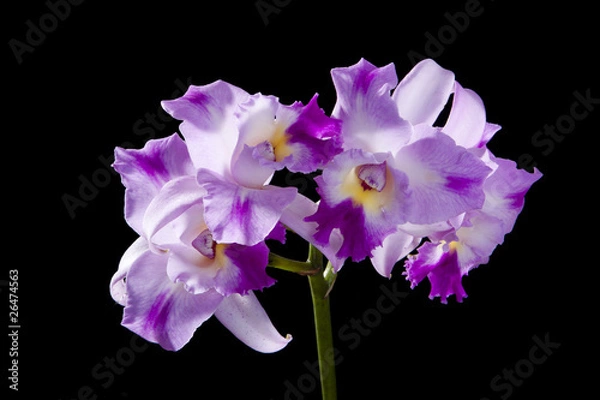 Fototapeta cattleya