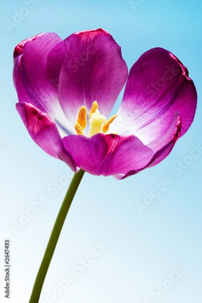 Fototapeta tulip