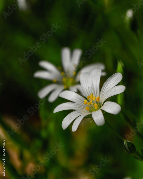 Fototapeta white flower