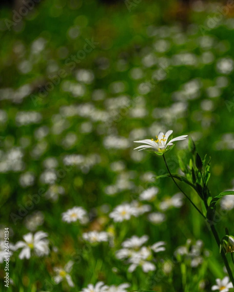 Fototapeta spring white flowers
