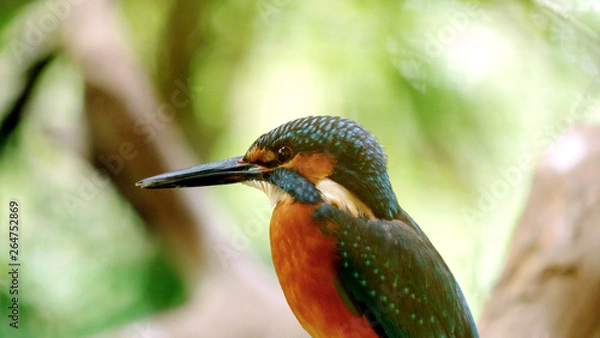 Obraz カワセミ（翡翠）