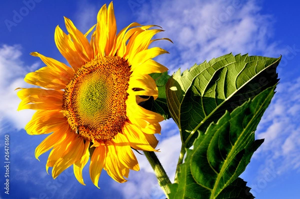 Fototapeta słonecznik