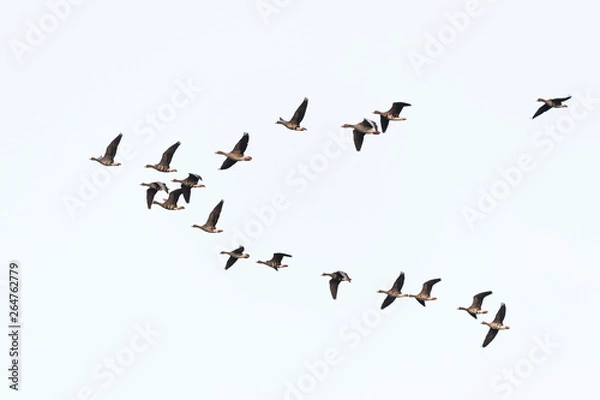 Fototapeta Flock of migration white-fronted geese flying in V-formation, Germany, Europe