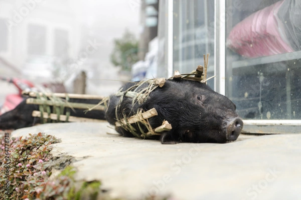 Obraz Small Pig or Boar imprisoned in a bamboo cage and left on the side of the road ready to be butchered or slaughtered for dinner in Sapa, Vietnam looking directly into the camera. Animal Cruelty.