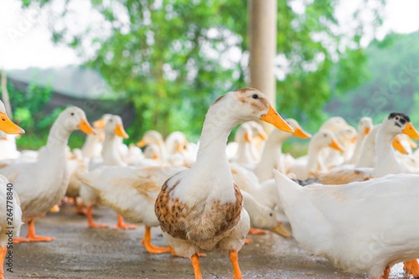 Fototapeta Ducks from a Vietnamese duck farm ready to play and have fun with  the paying customers, great place for kids and adults to learn about ducks and interact with.