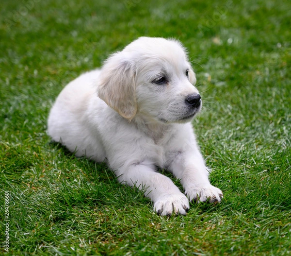 Obraz cute English golden retriever puppy