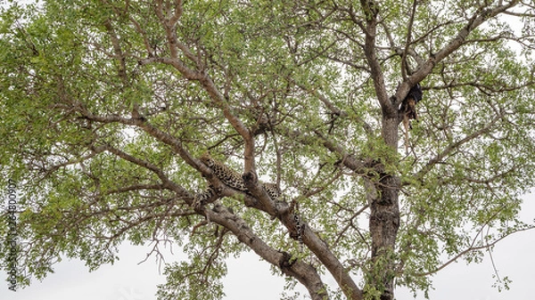 Obraz Leopard in a tree