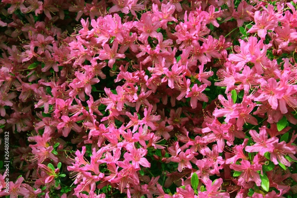 Obraz Beautiful pink azalea flower background.