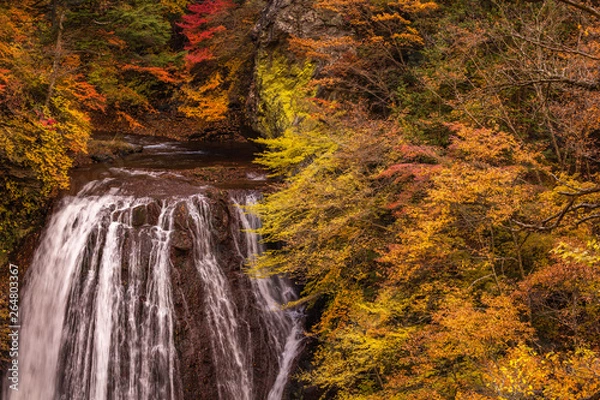 Fototapeta 長野県 王滝 紅葉