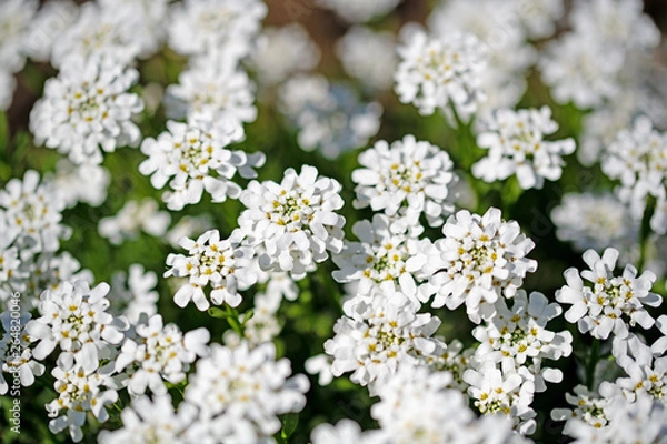 Obraz Blühende Schleifenblumen, Iberis