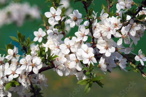 Fototapeta Blooming cherry. White flowers on a tree branch on a green background