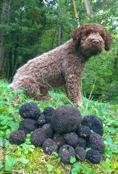 Obraz truffles and dog