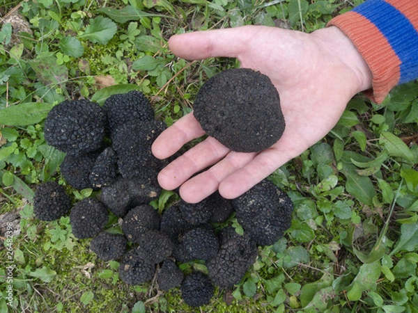 Obraz showing black truffles
