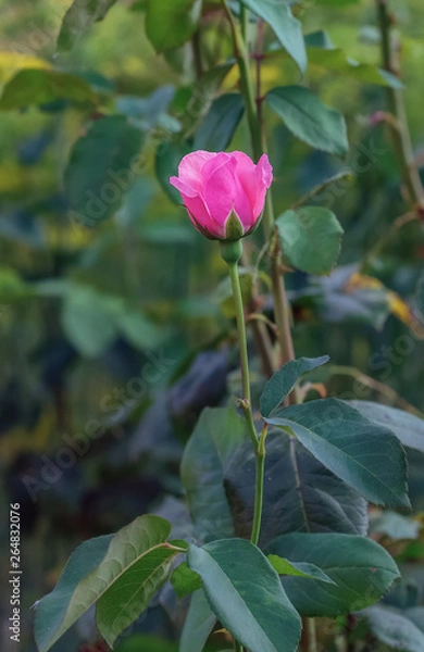 Obraz Rose flower on green foliage background close up