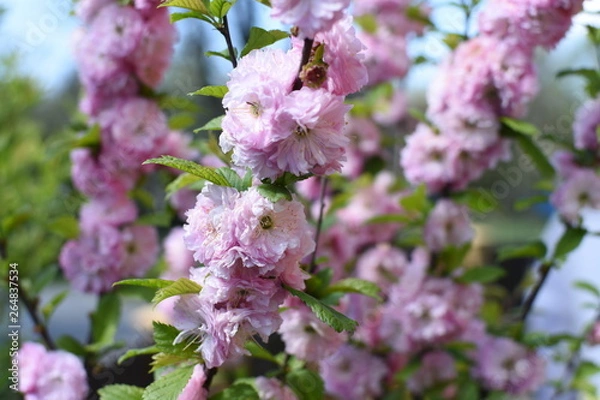 Fototapeta migdałek 1