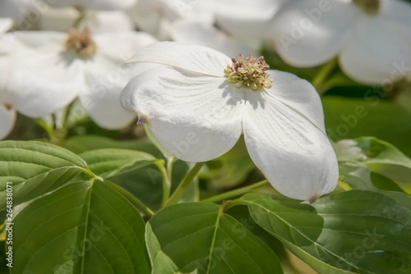 Fototapeta Nature Spring Background - White Dogwood blossom closeup - selective focus - beautiful and delicate