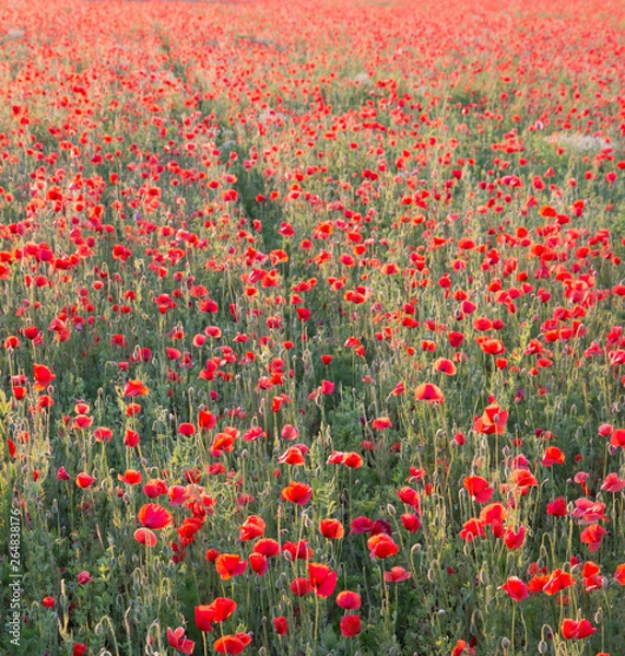 Fototapeta Poppy field