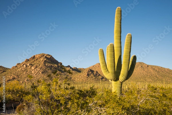Obraz A large saguaro cactus dominates this arid Sonoran desert landscape